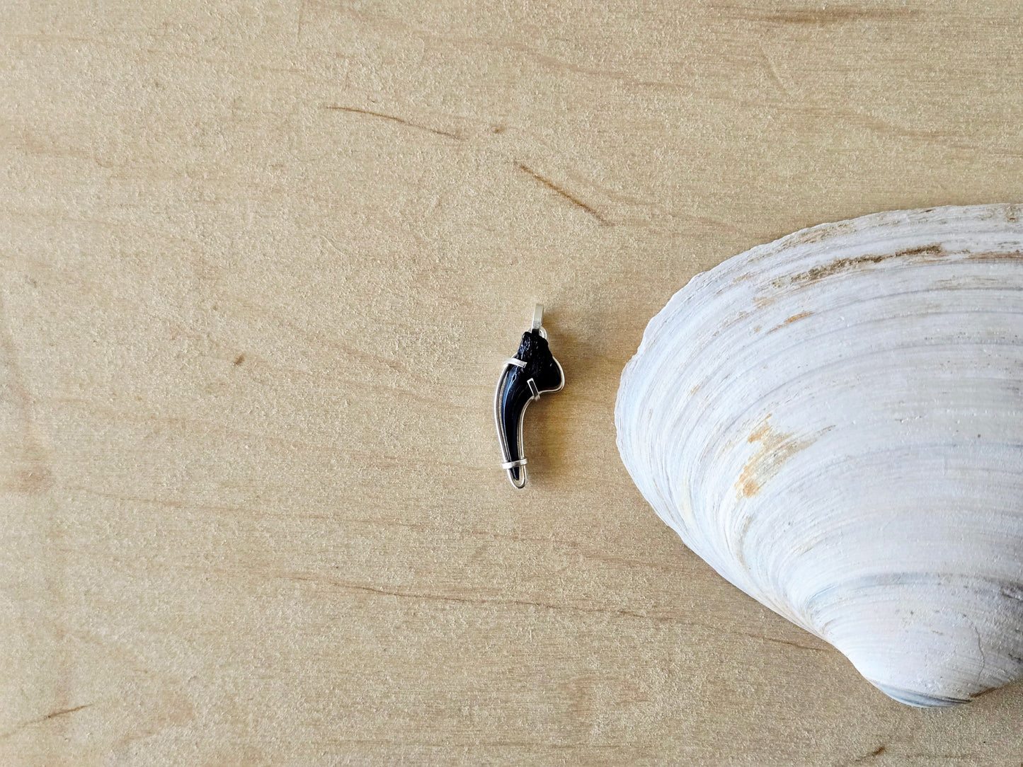Curved Shark Tooth Fossil charm/pendant