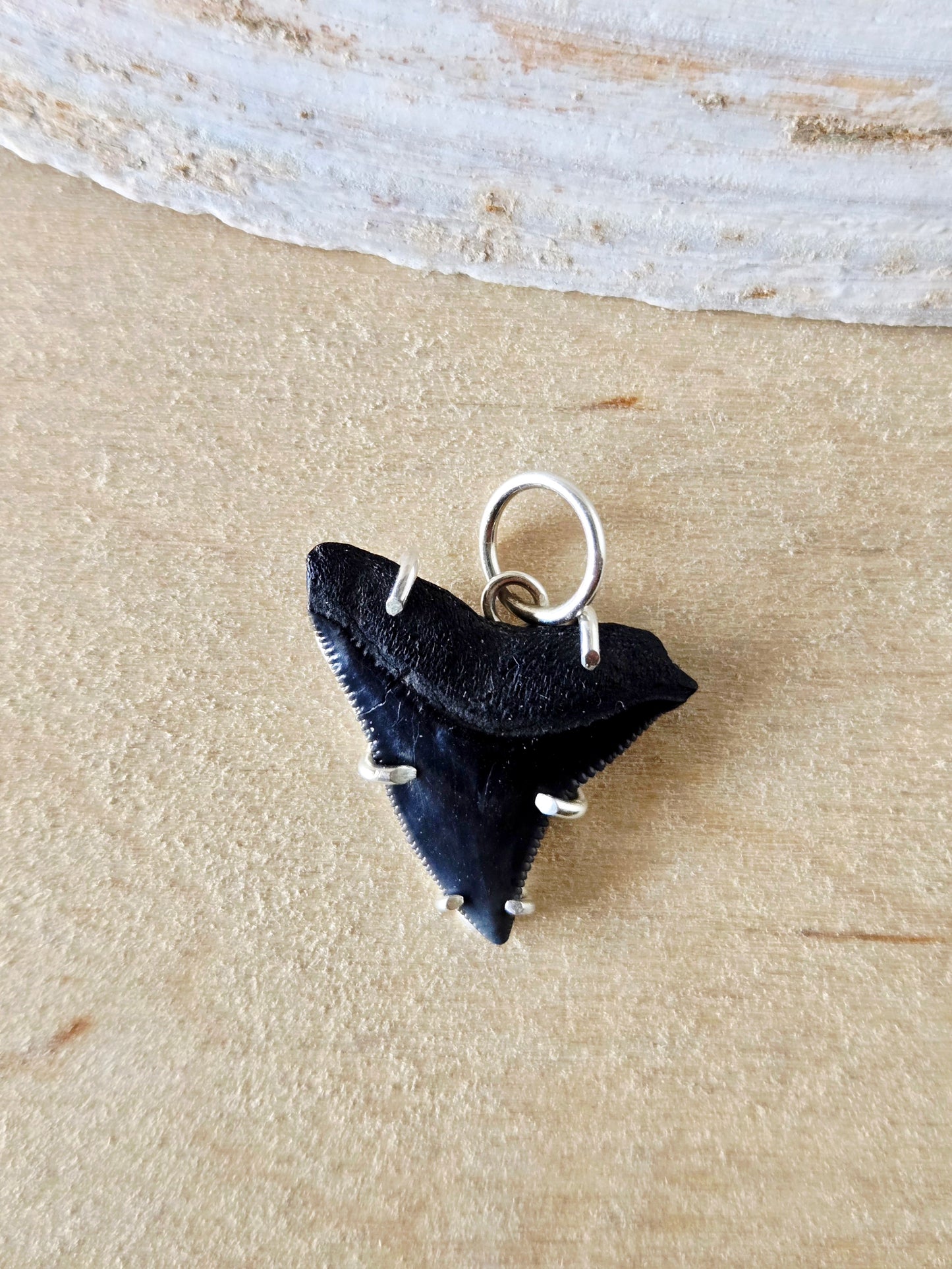 Black Fossilized Shark Tooth Charm/Pendant