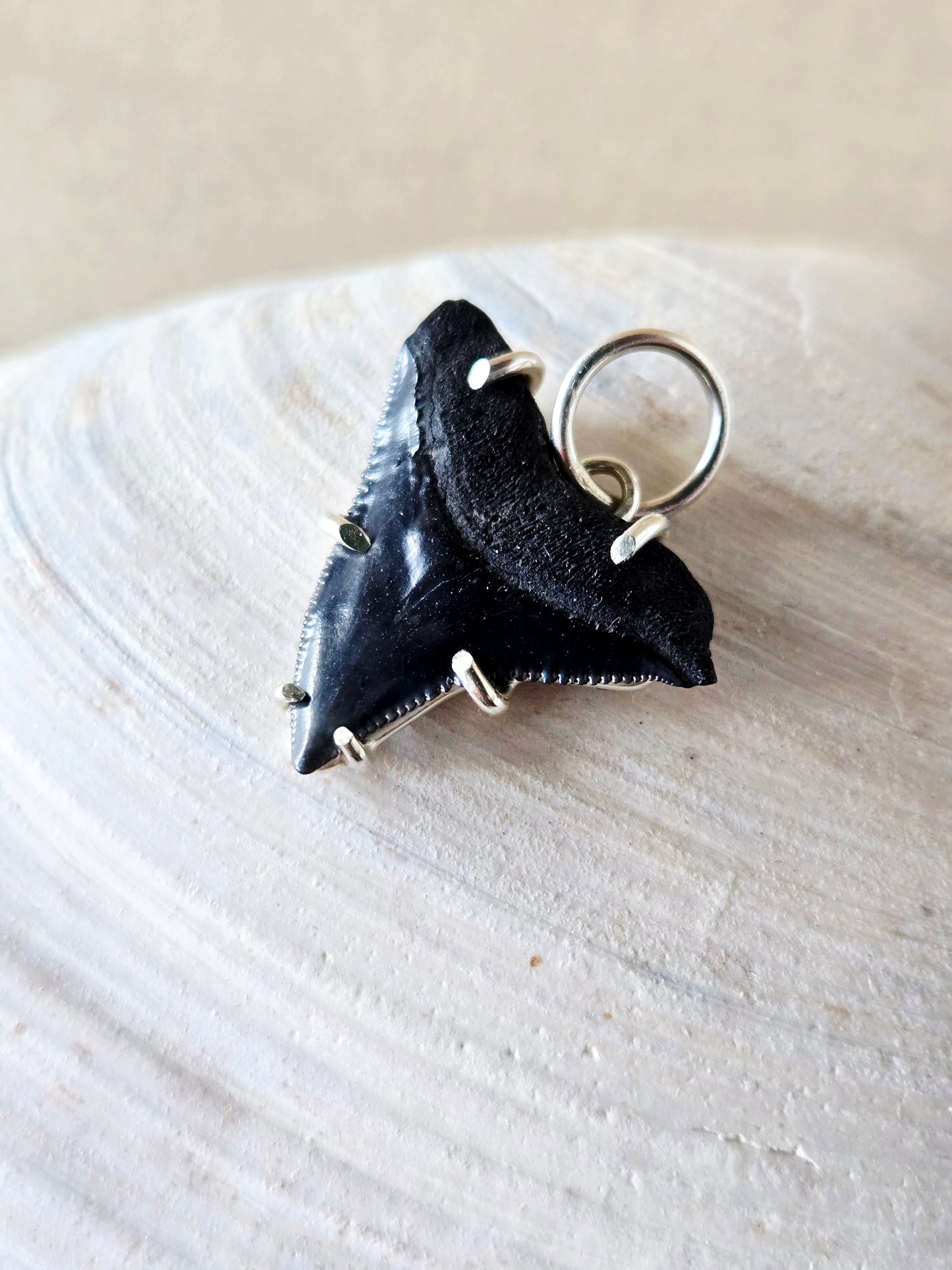 Black Fossilized Shark Tooth Charm/Pendant
